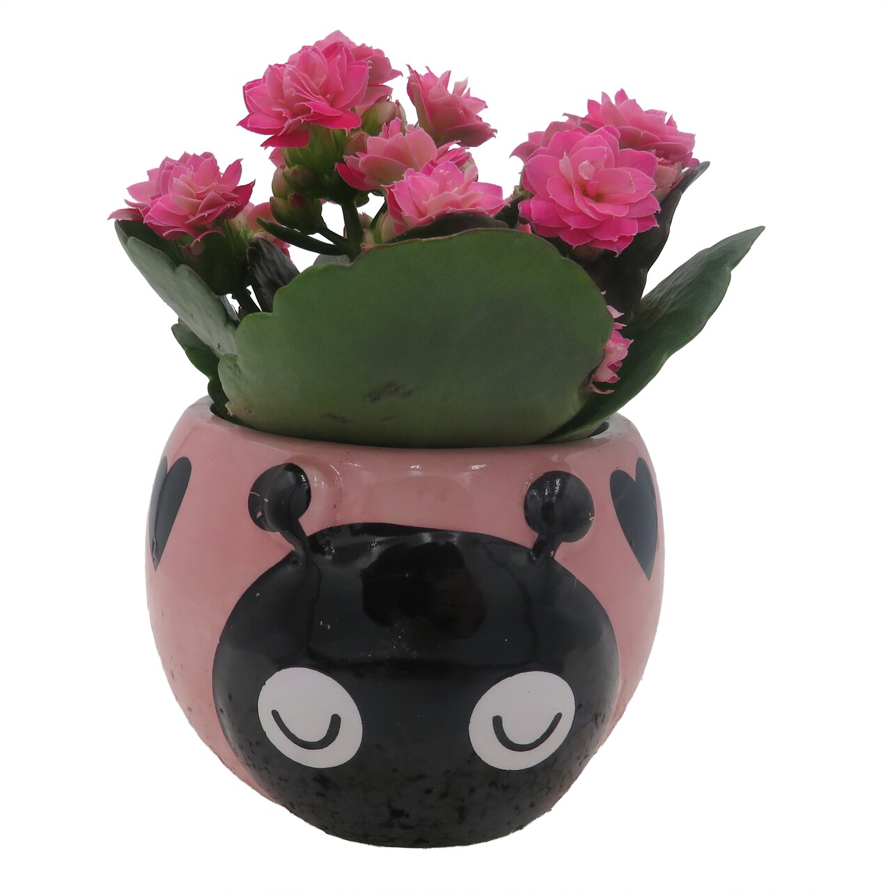 Pink Love Bug Ceramic Planter with Surprise Calandiva Plant - 2.5" Pot